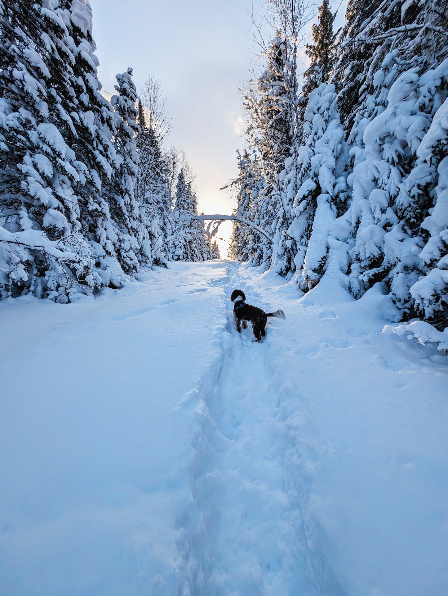 Une nuitée pension Aventurier - 56$ 2e chien
