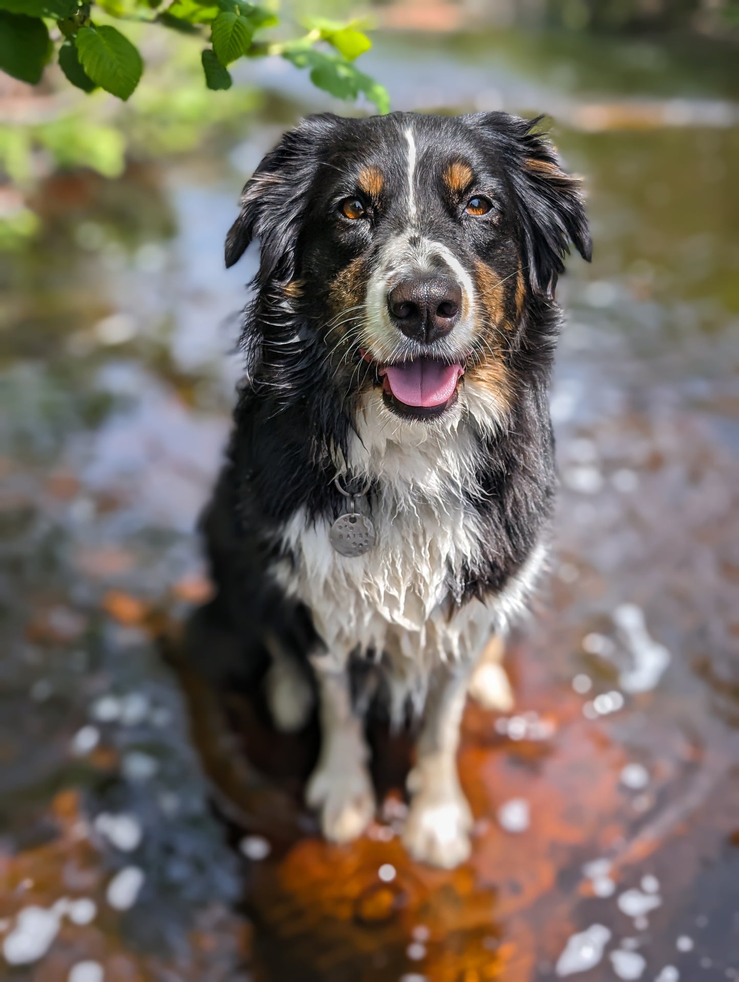Une nuitée pension Relaxe - 48$ 2e chien