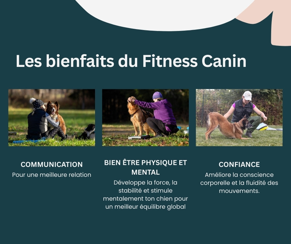 Séminaire Introduction au Fitness canin - Stéphanie Gagnon