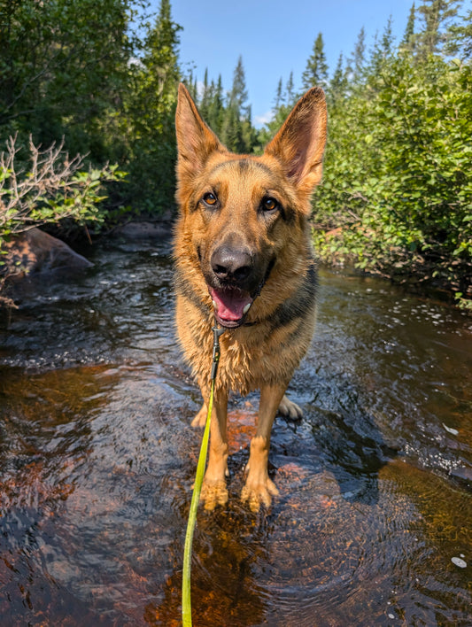 Baignade à la rivière